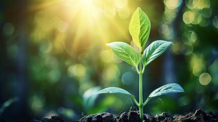 Poster - Sunlight growing on a young plant. Environment and ecology concept. Sources for renewable development that is sustainable.