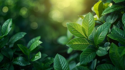 Wall Mural - An idyllic view of a green leaf on a blurred background of greenery in a garden with sunlight, using as a background natural green plants landscape, eco-friendly, fresh wallpaper concept.