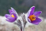 Fototapeta Krajobraz - spring pasque flower