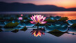 © MonkeyART - Pink Lotus Flower Or Water Lily Floating On The Water during sunset. Happy Vesak day concept. lotus water lily blooming on water surface purity nature background, aquatic plant, symbol of buddhism