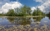 Fototapeta Krajobraz - summer day on bog