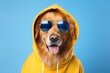 a dog wearing a yellow hoodie and sunglasses