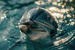 A close-up image of a dolphin swimming in the water. Suitable for marine life concepts