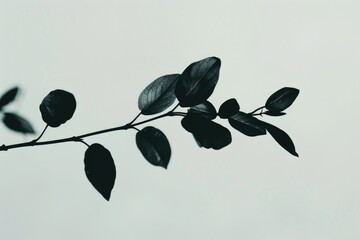 A monochrome image of a branch with leaves, suitable for various design projects