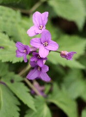 Wall Mural - small purple flowers of Cardamine Granduligera plants close up