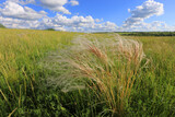 Fototapeta Krajobraz - feather grass on meadow