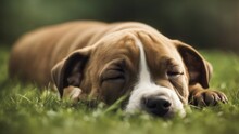Portrait Of A Dog Staffordshire Terriers Bull Puppy Sleeping On The Lawn 