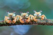 Crab Baby group of animals hanging out on a branch, cute, smiling, adorable
