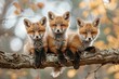 Fox Baby group of animals hanging out on a branch, cute, smiling, adorable