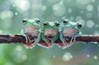 Frog Baby group of animals hanging out on a branch, cute, smiling, adorable
