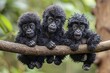 Gorilla Baby group of animals hanging out on a branch, cute, smiling, adorable