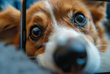 Close-up Of A Dogs Curious Gaze Into The Phone Camera Embodying A Mix Of Documentary And Magazine Photography Aesthetics