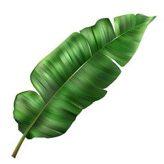 Wall Mural - Banana Leaf of Tree Isolated On Transparent Background