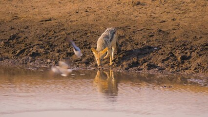 Wall Mural - black-backed jackal (canis mesomelas) quenching thirst at a muddy well in etosha national park, nami