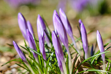 Wall Mural - Crocus spring flowers close-up move colorful