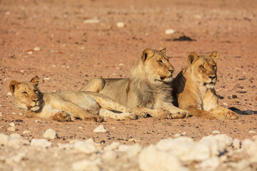 Wall Mural - a group of three lions (panthera leo) resting and relaxing in the early morning sun, namibia