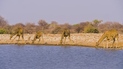Wall Mural - four namibian giraffes (giraffa camelopardalis angolensis) drinking from a well in etosha national p