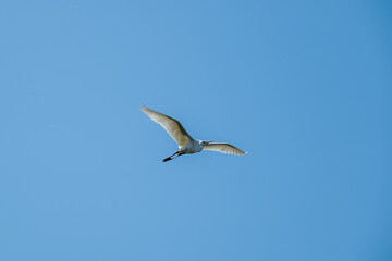 Sticker - Egret egretta garzetta in flight with blue sky in the background