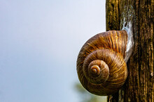 Closeup Of A Land Snail Attached To Bark Of A Tree With Blurred Light Blue Background, Gastropod Mollusk With Brown Spiral Shell Of Irregular Texture. Space For Text