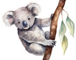Koala single object watercolor illustration isolated on white background for removing backgroundIsolate