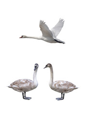 Canvas Print - young white swan and swan flight isolated on a white background