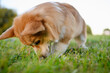 Pembroke Welsh Corgi dog snorts and digs a hole in the grass in the backyard while walking, doing dog business. Purebred dog spends time outdoors in the summer.