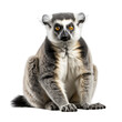 close up of a lemur isolated on transparent background