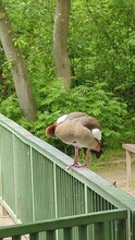 Nile Goose Sitting On A Railing In Biebertal Menden Sauerland