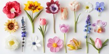 Collection Of Flowers Closeup. Beautiful Spring And Summer Flowers. Set Of Different Beautiful Flowers Isolated On White Background