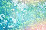 Fototapeta Dmuchawce - Soft focus. Blossoming branch cherry. Bright colorful spring flowers
