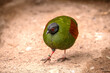 A Crested Partridge