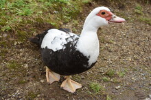 Black - White Duck. The Azores.