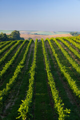 Canvas Print - Vineyards with flovers near Cejkovice, Southern Moravia, Czech Republic