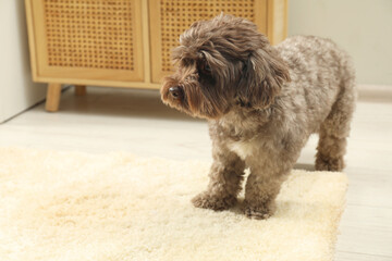 Poster - Cute dog near wet spot on beige carpet at home