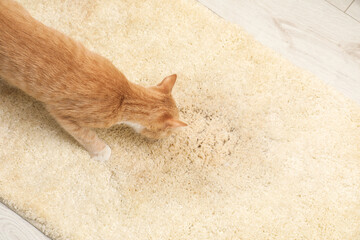 Wall Mural - Cute cat sniffing wet spot on beige carpet at home, top view. Space for text