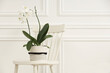 Blooming orchid flower in pot on chair near white wall indoors, space for text