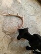 A half black Labrador and half Great Dane puppy chewing and playing with a deer antler