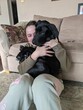 Half Black Lab and Half Great Dane Puppy sitting in the living room on a woman's lap
