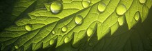 Background Of Green Nettle Leaves, Beneficial Nettle Plant Texture, Banner