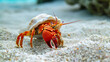 Hermit crabs on the beach