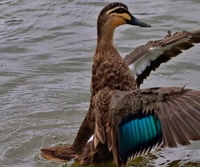 Poster - Small Mallard duck with spread wings in water