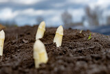 Fototapeta Uliczki - New spring season of white asparagus vegetable on field ready to harvest, white heads of asparagus growing up from the ground on farm