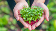 Close-up of hands cradling a vibrant heart-shaped plant, embodying care and love for nature, serene backdrop