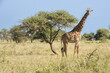 A giraffe in Tanzania