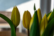 Gelber Tulpenstrauss Gelbe Tulpen