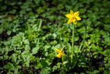 Fototapeta Tulipany - Yellow Daffodil