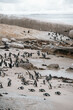 African penguin colony at Boulders Beach, Cape Town, South Africa (March 2024)