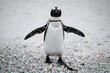 African penguin (formerly called 