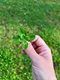 Fototapeta Storczyk - Four leaf clover in hand. Green grass background. Close up. Outdoor