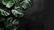 Philodendron Leaf monstera on black background with empty space. AI generated image